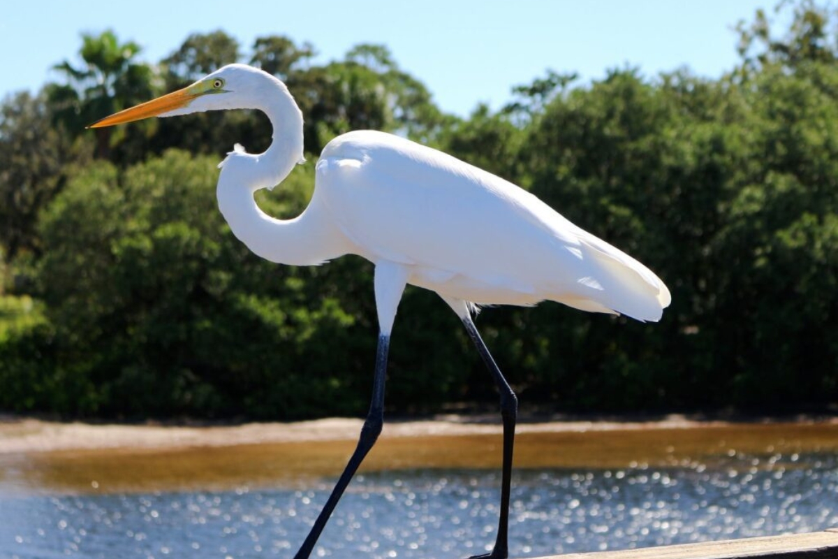 [FALTA IMAGEN] Avistamiento de aves en Mallorquín